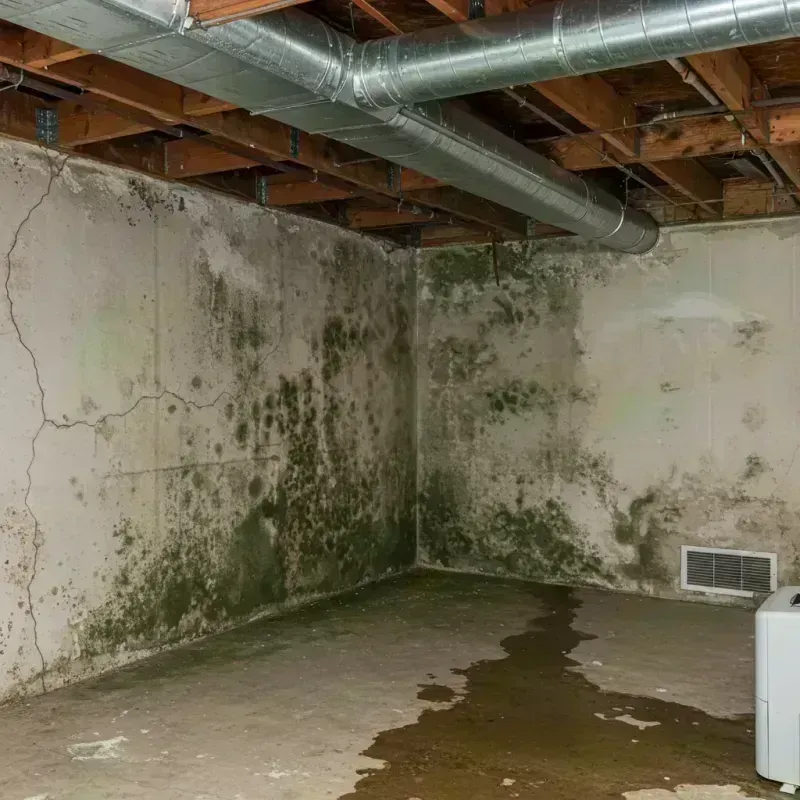 Professional Mold Removal in Van Buren, MO